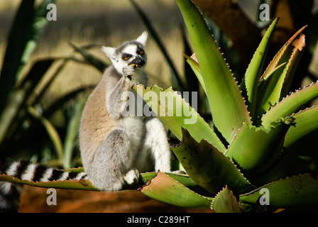 Katta Fütterung auf Aloe-Pflanze, Madagaskar Stockfoto