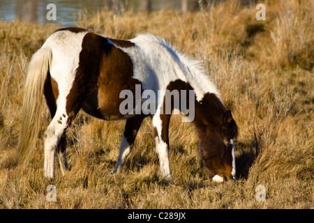 Eine braune und weiße wildes Pony Beweidung in Feuchtgebieten Wiese auf Assateague Island Virginia Stockfoto