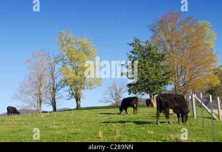 Herde von freilaufenden Rinder grasen auf einer Anhöhe Stockfoto