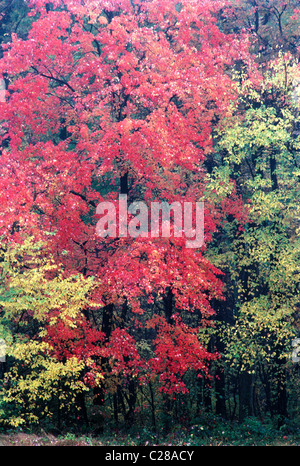 Wald Herbst Farben in das weiche Licht der Regen Sturm, Montgomery County, Pennsylvania, USA Stockfoto