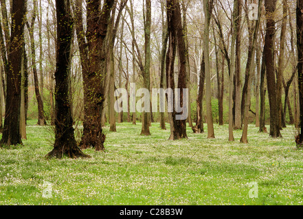 Frühling Wildblumen blühen auf dem Waldboden, Woodlawn Preserve, New Castle County, Delaware, USA Stockfoto