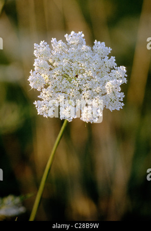 NAHAUFNAHME VON QUEEN ANNE ES LACE; WILDE MÖHRE (DAUCUS CAROTA) OST-PENNSYLVANIA, USA Stockfoto