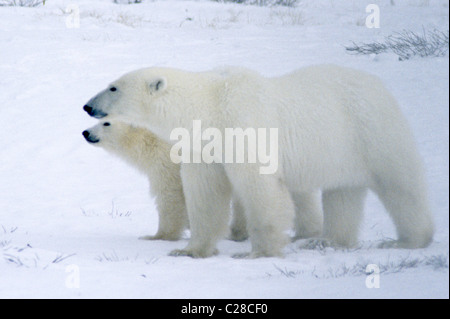 Eisbär Mutter und jungen Kuscheln im frühen Winter Schnee. Stockfoto