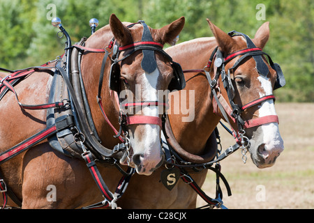 Entwurf eines Pferde ein Feld zu pflügen. Stockfoto