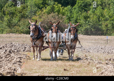 Entwurf eines Pferde ein Feld zu pflügen. Stockfoto