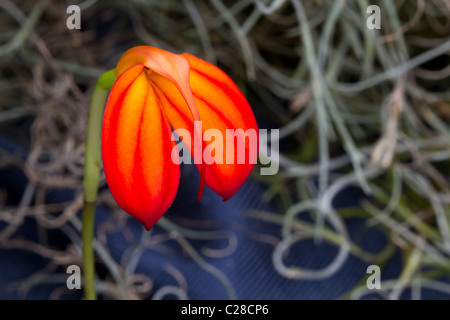 Rot und Orange Orchidee (Masdevallia Ignea), einem einheimischen Arten nach Columbia. Stockfoto