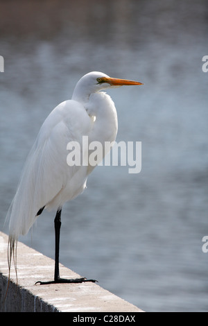 Silberreiher (Ardea Alba) Stockfoto
