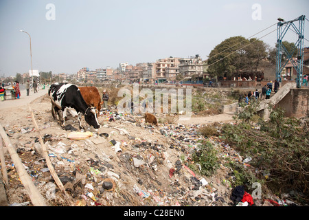 Kuh Essen in den Müll auf der Straße von Kathmandu, Nepal Stockfoto