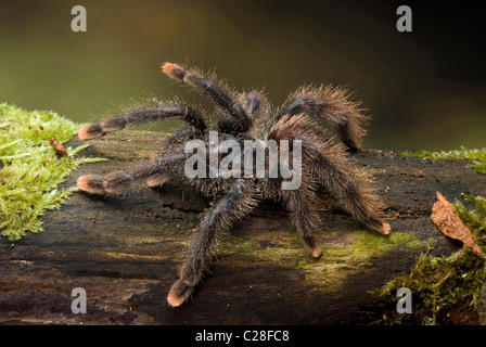 Rosa Toe Tarantula, metallischen Pinktoe Tarantula (Avicularia Metallica). Stockfoto