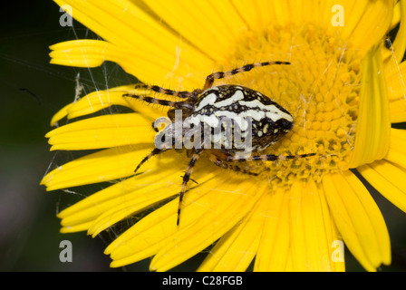 Eiche Spinne, Oakleaf Spinne (Aculepeira Carbonaria) auf eine gelbe Blume. Stockfoto