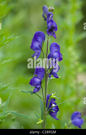 Wölfe, Bane, Aconitum, Eisenhut (Aconitum Napellus), Blumen. Stockfoto