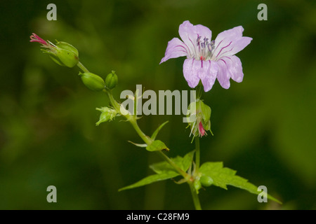 Geknotete Storchschnabel (Geranium Nodosum), blühenden Stengel. Stockfoto