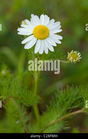 Geruchlos Mayweed, geruchlos Chamoile (Tripleurospermum Maritimum Subspecies Inodorum), Blumen. Stockfoto