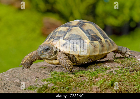 Western Hermanns Schildkröte, Griechische Schildkröte (Testudo Hermanni Hermanni) auf einem Felsen. Stockfoto