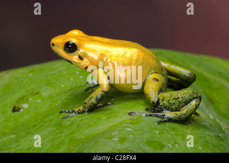 Schwarz-legged Dart Frog (Phyllobates bicolor) auf einem Blatt. Stockfoto