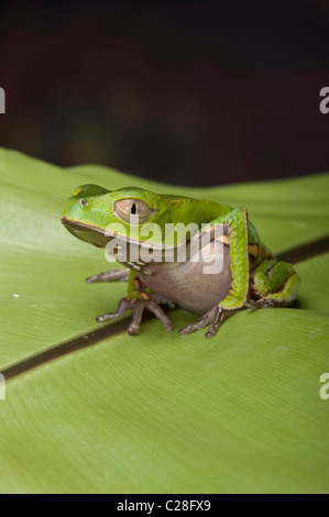 Weiß gesäumten Blatt Frosch (Phyllomedusa Vaillantii) auf einem Blatt. Stockfoto