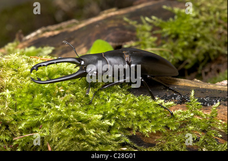 Giraffe Hirschkäfer (Prosopocoilus Giraffa), Männchen auf Moos. Stockfoto