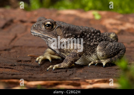 Gemeinsamen asiatischen Kröte (Bufo Melanostictus) auf Holz. Stockfoto