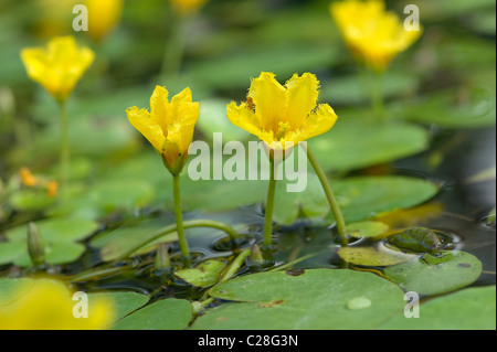 Fransen Waterlily (Nymphoides Peltata), Blüte. Stockfoto