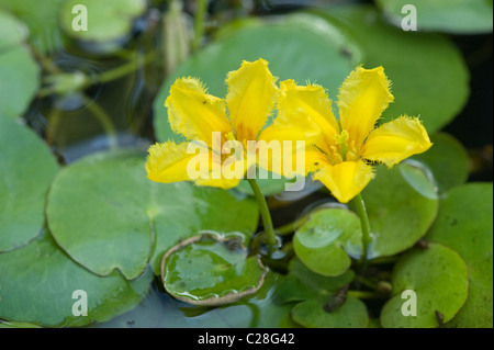 Fransen Waterlily (Nymphoides Peltata), Blüte. Stockfoto