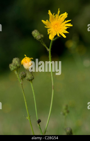 Mais säen-Distel (Sonchus Arvensis), Blüte. Stockfoto