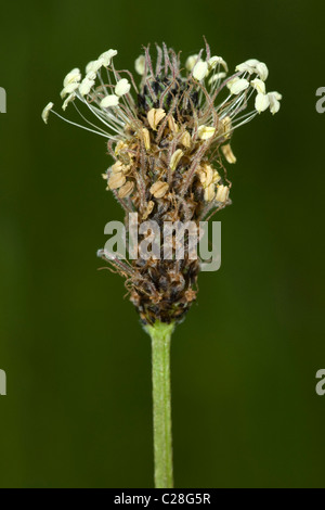 Englisch-Wegerich, Spitzwegerich (Plantago Lanceolata), Blütenstand. Stockfoto