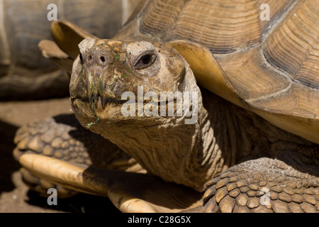 Afrikaner trieb Schildkröte, afrikanische Sporn Oberschenkel Schildkröte (Geochelone Sulcata), Portrait. Stockfoto