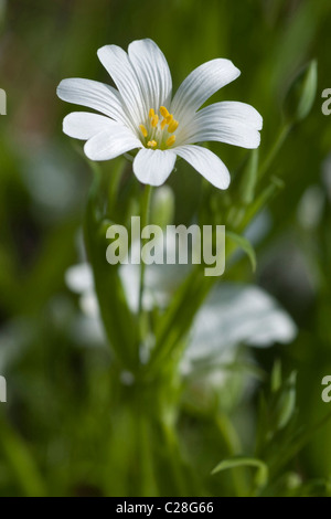 Stitchwort, Addersmeat, größere Stitchwort (Stellaria Holostea), blühend. Stockfoto