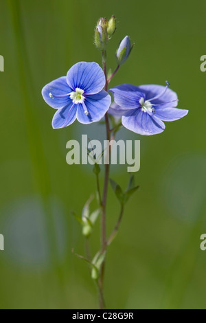 Gamander-Ehrenpreis (Veronica Chamaedrys), Blüte Stiel. Stockfoto