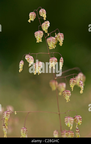 Beben-Grass (Briza Media), Blumen. Stockfoto