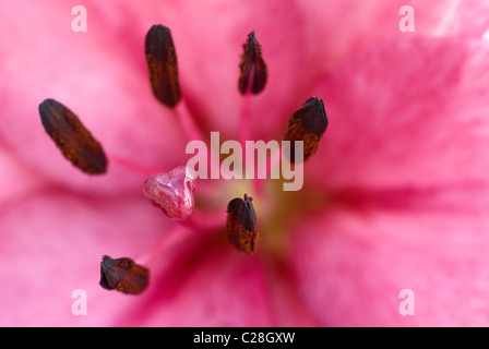 Rosa Lilie Stamen Nahaufnahme Stockfoto