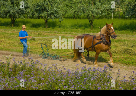 Bauer, Pflügen ein Feld mit Pferd Stockfoto