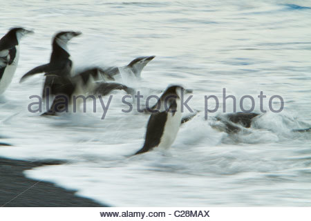 Kinnriemen Pinguine läuft in der Brandung. Stockfoto