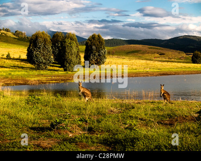 Östliche graue Kängurus (Macropus Giganteus) neben Blowering Dam, Snowy Mountains, New South Wales, Australien Stockfoto