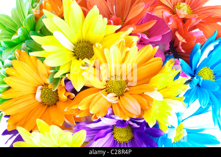 Lebendige bunten Blumenstrauß (Daisys) Bellis simplex Stockfoto