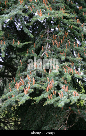 Atlas-Zeder, Cedrus Atlantica, Tannenbäumen. Männliche Pollen Kegel. Atlas-Gebirge, Algerien und Marokko, Nordafrika. Stockfoto