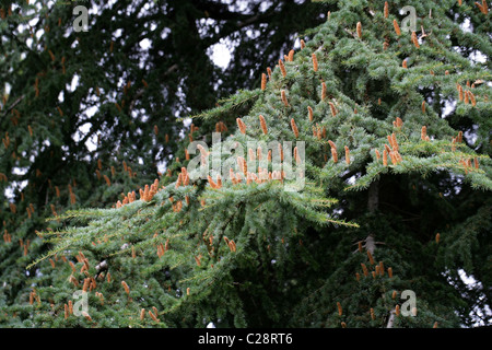 Atlas-Zeder, Cedrus Atlantica, Tannenbäumen. Männliche Pollen Kegel. Atlas-Gebirge, Algerien und Marokko, Nordafrika. Stockfoto