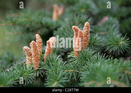 Atlas-Zeder, Cedrus Atlantica, Tannenbäumen. Männliche Pollen Kegel. Atlas-Gebirge, Algerien und Marokko, Nordafrika. Stockfoto