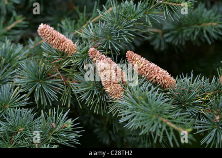 Atlas-Zeder, Cedrus Atlantica, Tannenbäumen. Männliche Pollen Kegel. Atlas-Gebirge, Algerien und Marokko, Nordafrika. Stockfoto