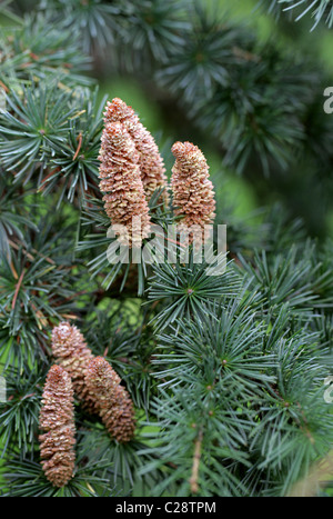 Atlas-Zeder, Cedrus Atlantica, Tannenbäumen. Männliche Pollen Kegel. Atlas-Gebirge, Algerien und Marokko, Nordafrika. Stockfoto