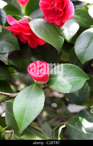 Wundervolles Beispiel eines frühen Frühjahr Camellia japonica, die perfekt geformten Bud hier vor seiner vollen Blüte Bühne gesehen. Stockfoto