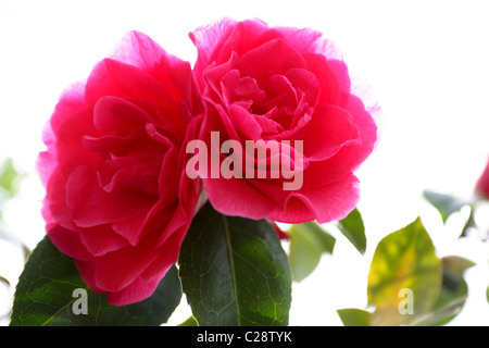 Wunderbares Beispiel von Camelia blüht im Frühling. Stockfoto