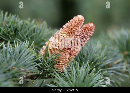 Atlas-Zeder, Cedrus Atlantica, Tannenbäumen. Männliche Pollen Kegel. Atlas-Gebirge, Algerien und Marokko, Nordafrika. Stockfoto