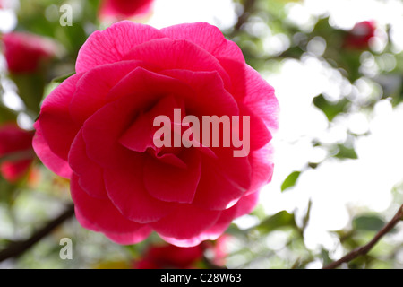 Wunderbares Beispiel von Camelia blüht im Frühling. Stockfoto