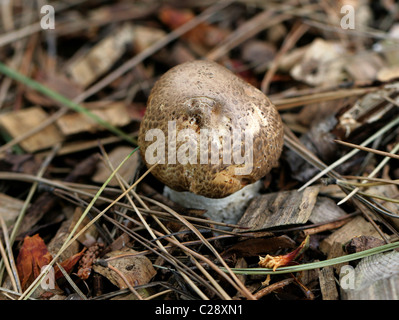 Errötende Holz Pilz, Agaricus Silvaticus, Agaricaceae. Stockfoto