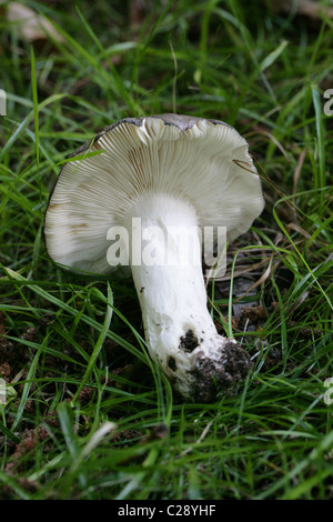 Kohle Brenner Pilz ubling Cyanoxantha, Russulaceae. September, Hertfordshire, UK. Ein gemeinsames Pilz. Unterseite und Kiemen. Stockfoto