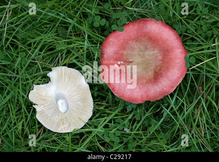 Rosige Brittlegill, ubling Rosea, Russulaceae. Pilze und Pilze. Stockfoto