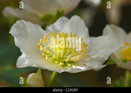 Christrose Helleborus Niger Nieswurz Spätwinter blühen mehrjährige weiße Creme Dezember Gartenpflanze Stockfoto