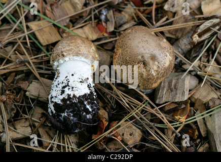 Errötende Holz Pilz, Agaricus Silvaticus, Agaricaceae. Stockfoto