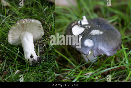Kohle Brenner Pilz ubling Cyanoxantha, Russulaceae. September, Hertfordshire, UK. Ein gemeinsames Pilz. Zusammengesetztes Bild. Stockfoto